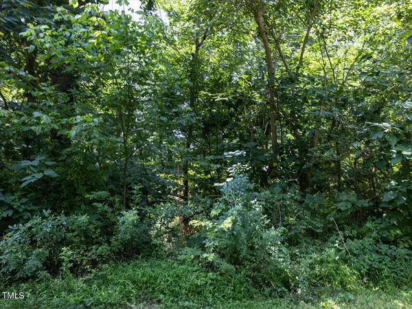 an outdoor view of a forest