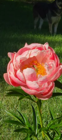 $880,000 | 1144 Boole Road, Applegate, CA 95703