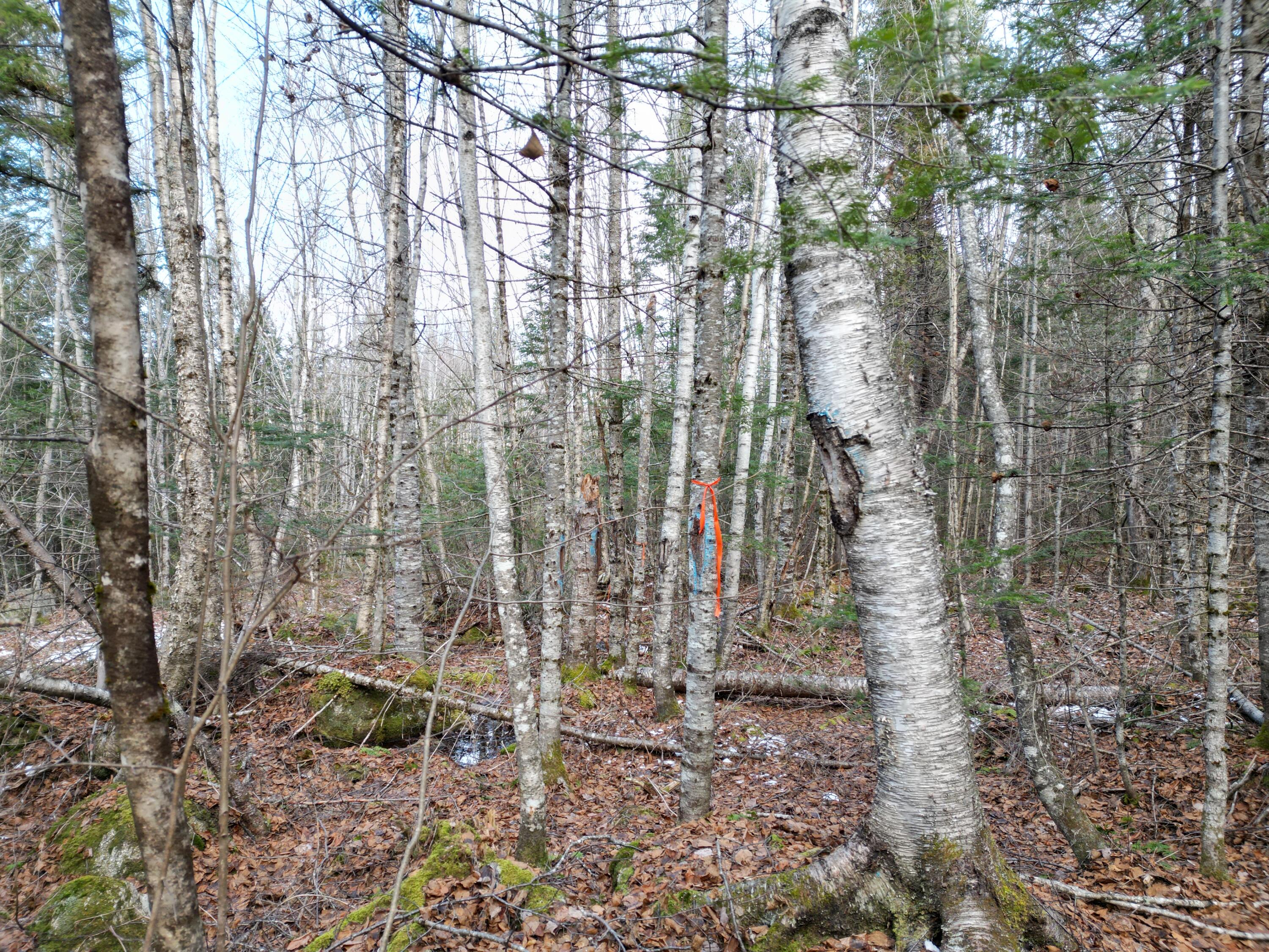 9 Upper Dobsis Road Lakeville, ME 04487 - Photo 24 of 29 DJI_0420