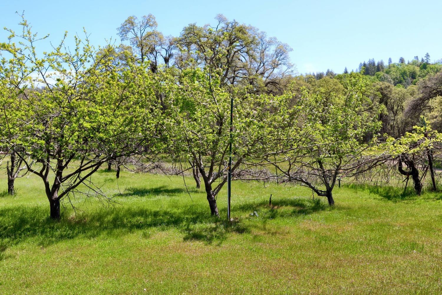 5762 Colorado Road, Unit 5780 Mariposa, CA 95338 - Photo 52 of 74 Gallery Image 52