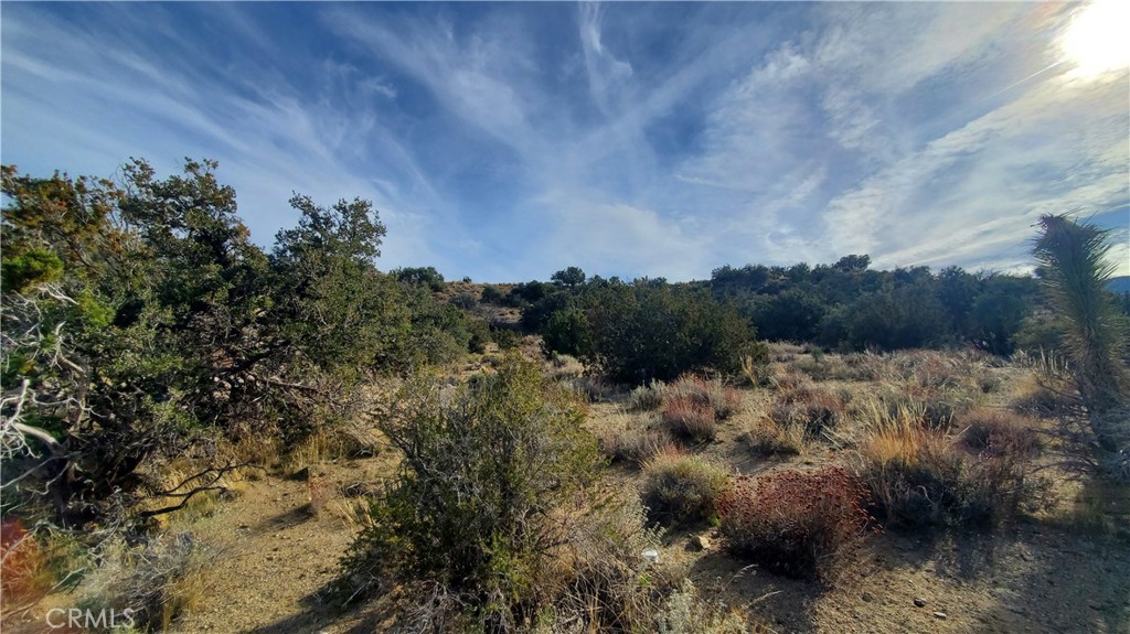 0 Vicinity Ross Road Juniper Hills, CA 93543 - Photo 11 of 50 a view of a bunch of trees in a field