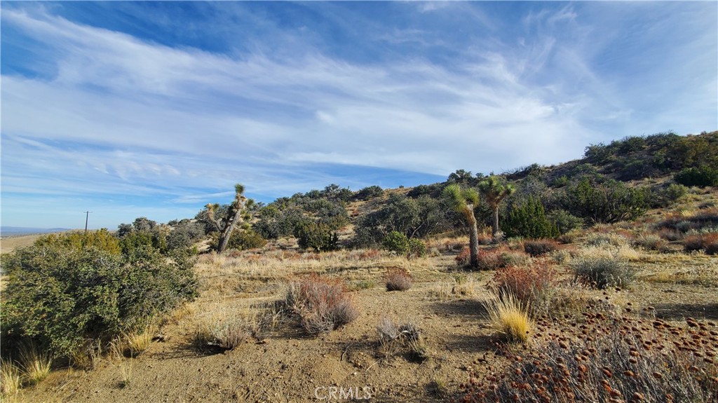 0 Vicinity Ross Road Juniper Hills, CA 93543 - Photo 18 of 50 a view of a dry yard with lots of bushes
