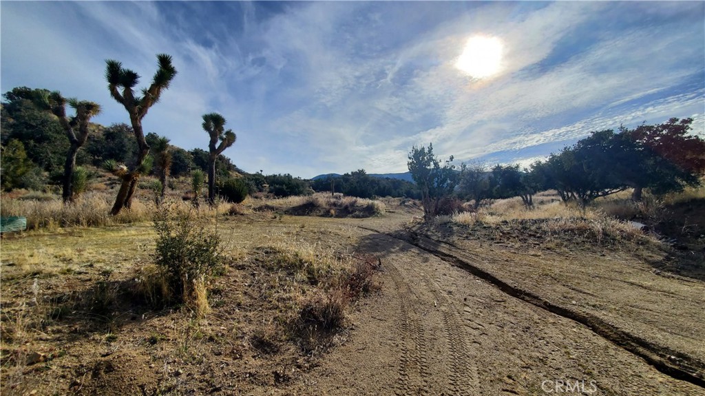 0 Vicinity Ross Road Juniper Hills, CA 93543 - Photo 20 of 50 a view of a dry yard with a tree