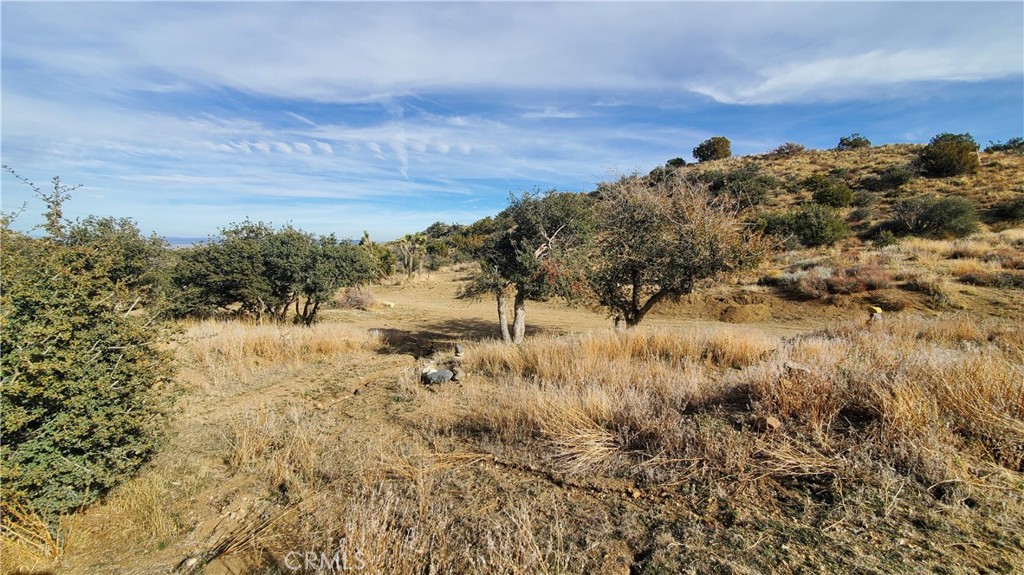 0 Vicinity Ross Road Juniper Hills, CA 93543 - Photo 24 of 50 a view of a yard with a tree