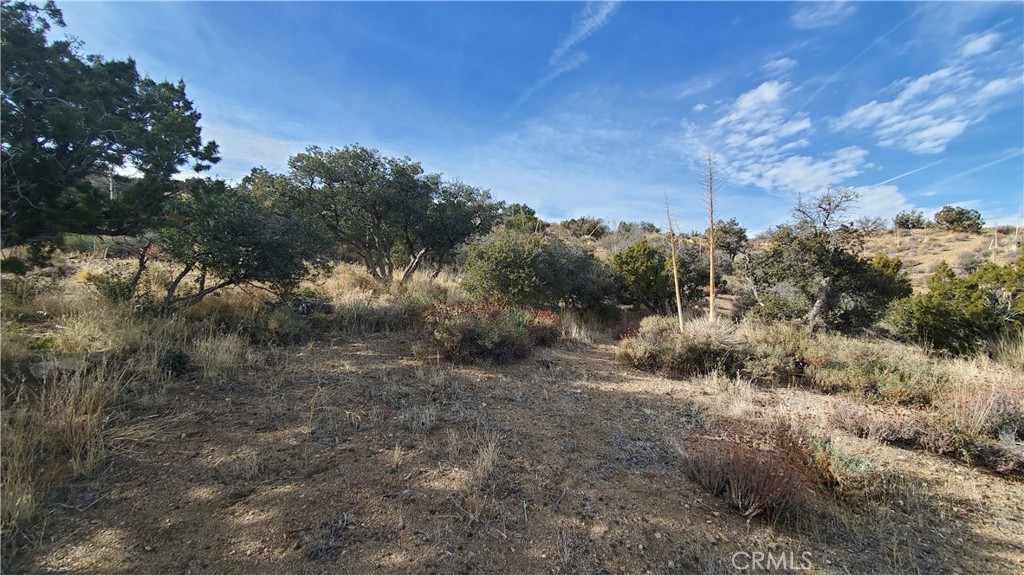 0 Vicinity Ross Road Juniper Hills, CA 93543 - Photo 28 of 50 a view of a forest with trees