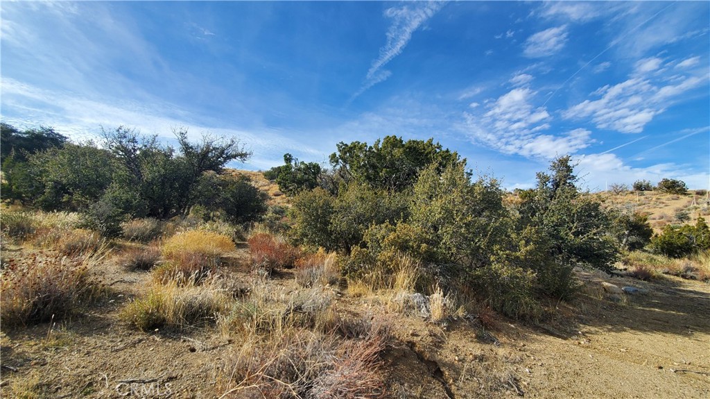 0 Vicinity Ross Road Juniper Hills, CA 93543 - Photo 31 of 50 a view of a yard with a tree