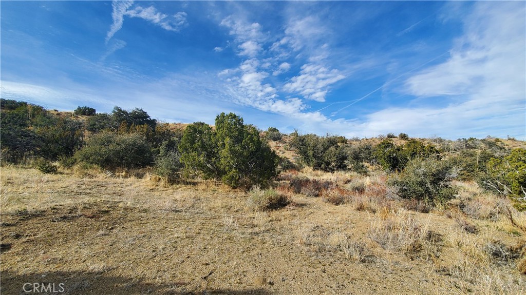 0 Vicinity Ross Road Juniper Hills, CA 93543 - Photo 41 of 50 a view of a dry yard with trees in the background
