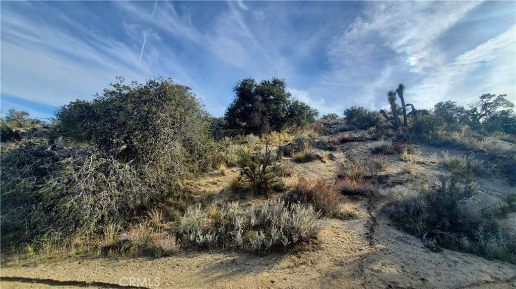 0 Vicinity Ross Road Juniper Hills, CA 93543 - Photo 5 of 50 a view of a dry yard with lots of bushes