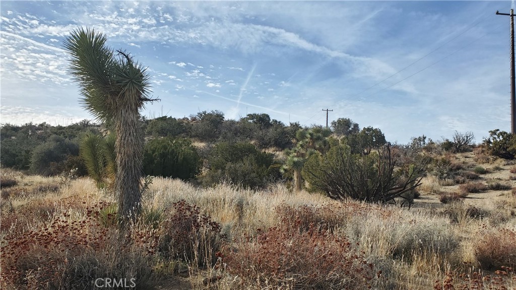 0 Vicinity Ross Road Juniper Hills, CA 93543 - Photo 8 of 50 a view of a field of grass and trees