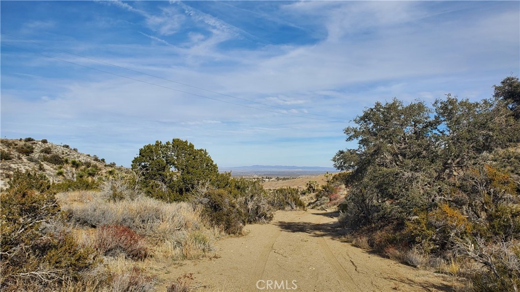 0 Vicinity Ross Road Juniper Hills, CA 93543 - Photo 9 of 50 a view of a yard with a tree