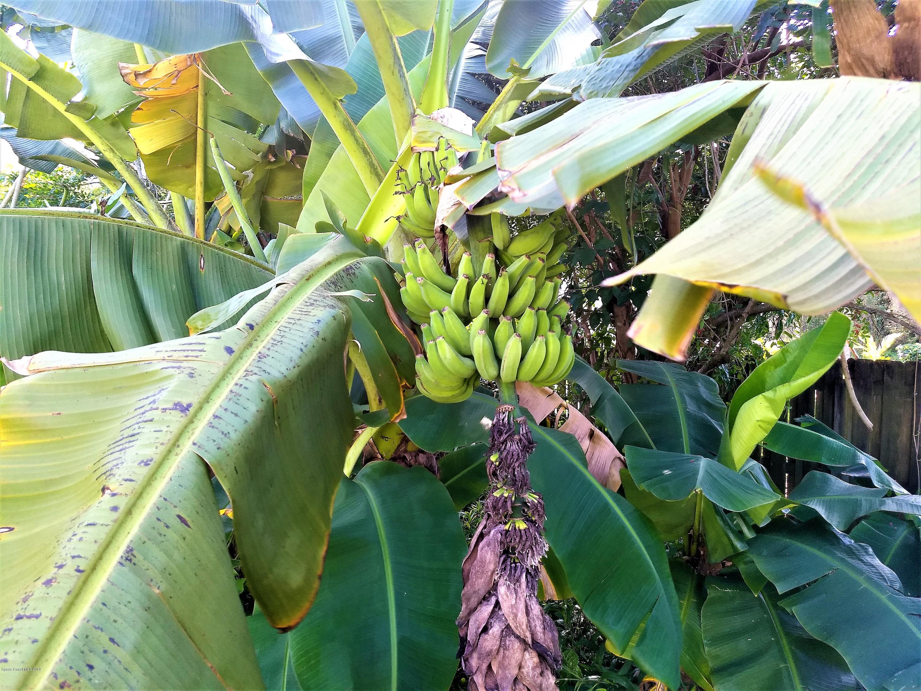 200 Rios Court Southeast Palm Bay, FL 32909 - Photo 46 of 56 Banana Trees