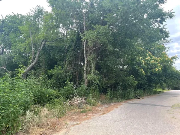 a view of a forest with trees in the background