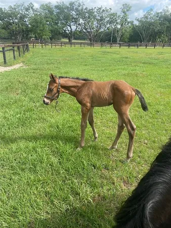 a view of field with green space and fog