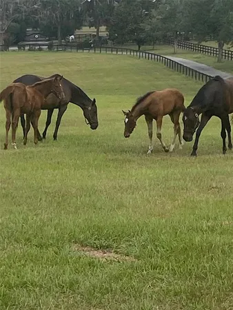 $3,400,000 | 9549 Northwest 80th Avenue, Ocala, FL 34482