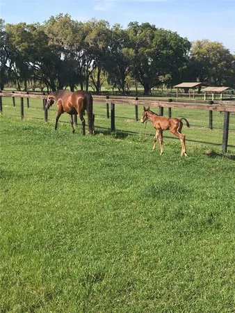 $3,400,000 | 9549 Northwest 80th Avenue, Ocala, FL 34482