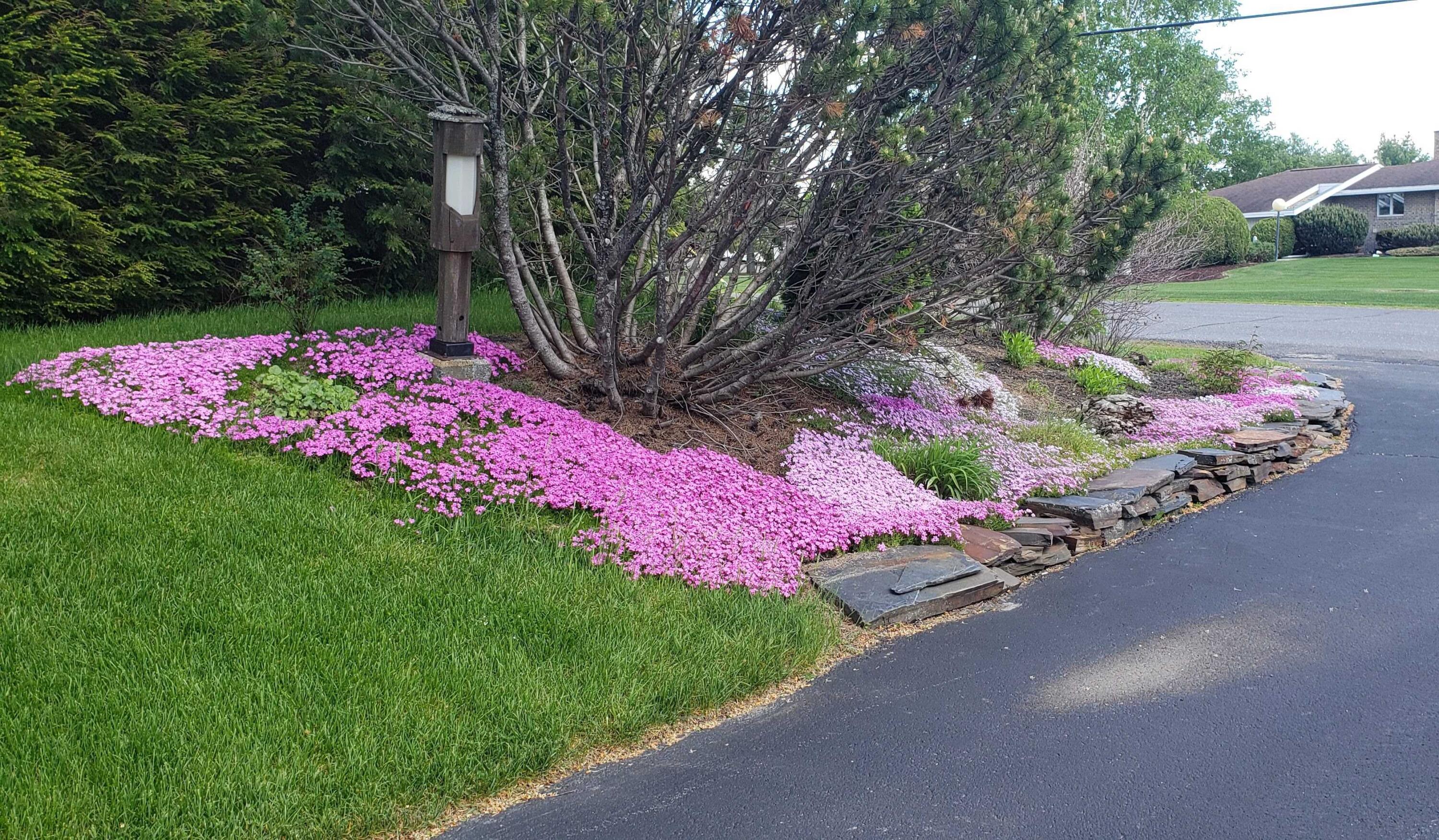 309 State Street Presque Isle, ME 04769 - Photo 5 of 44 309 State St gardens 2
