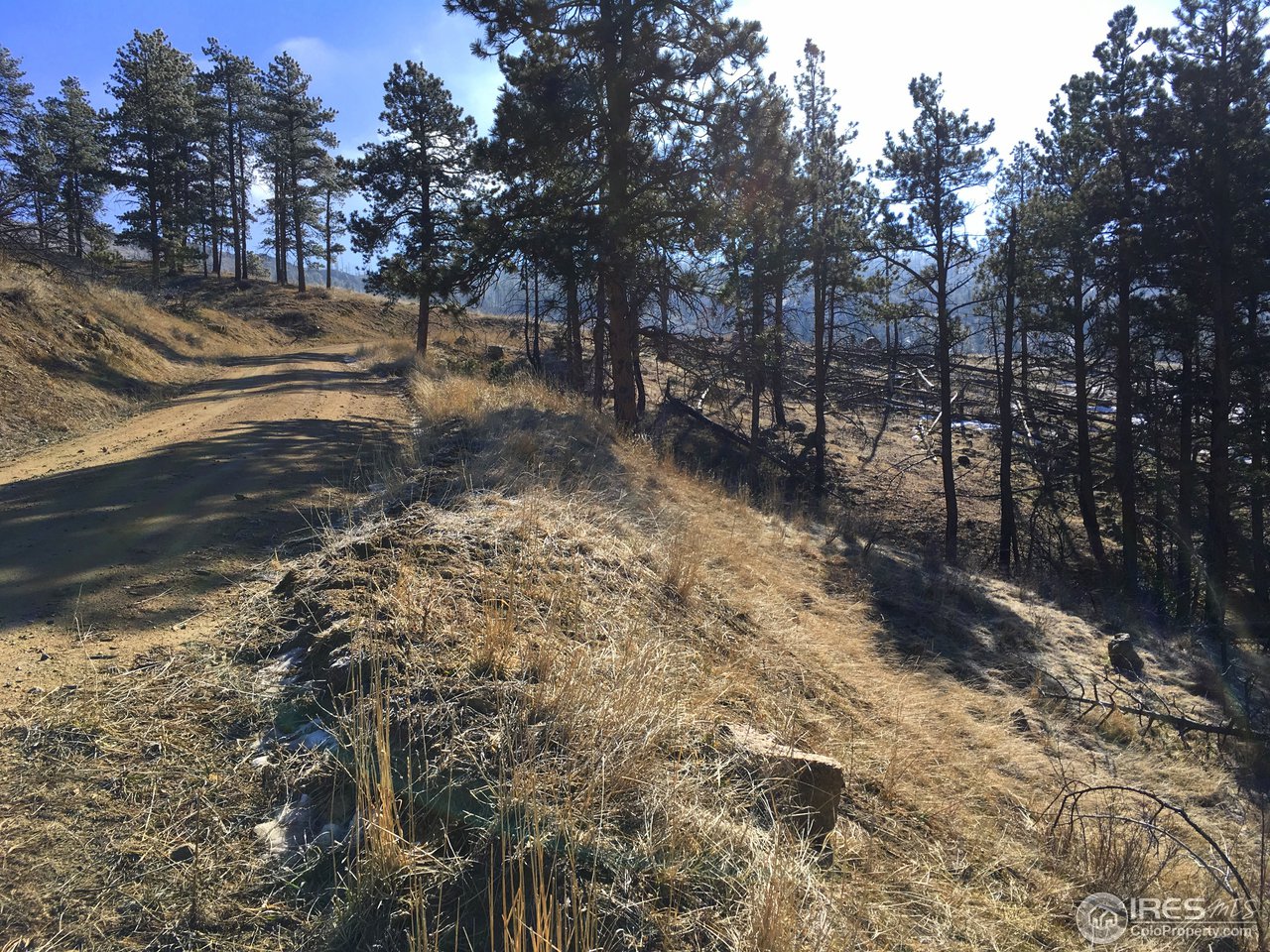 826 Davis Ranch Road Bellvue, CO 80512 - Photo 11 of 26 a view of a yard with trees