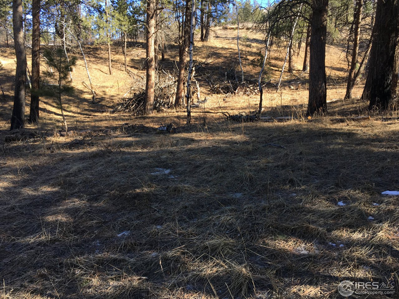 826 Davis Ranch Road Bellvue, CO 80512 - Photo 22 of 26 a view of road with covered with trees
