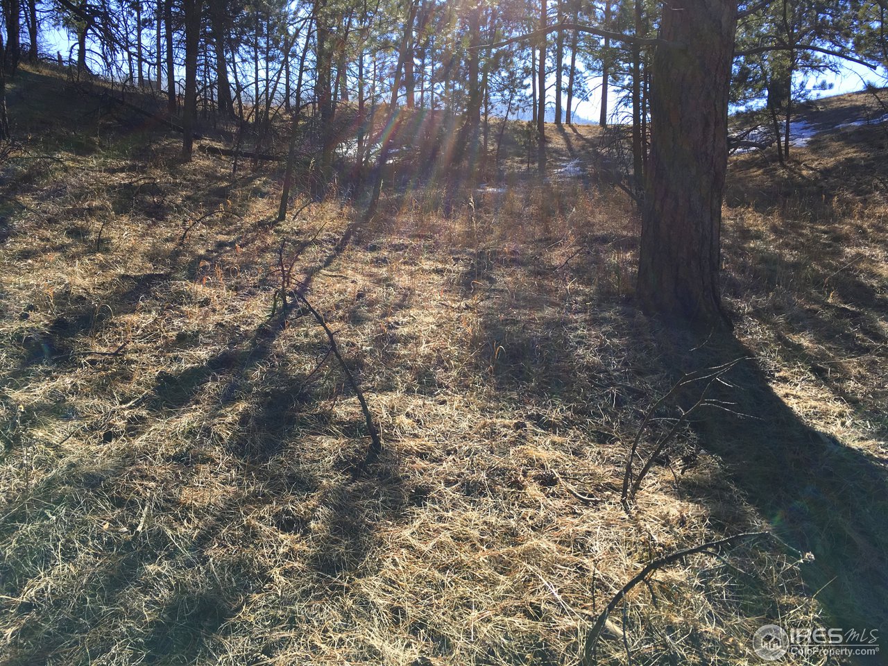 826 Davis Ranch Road Bellvue, CO 80512 - Photo 23 of 26 a view of a yard with trees
