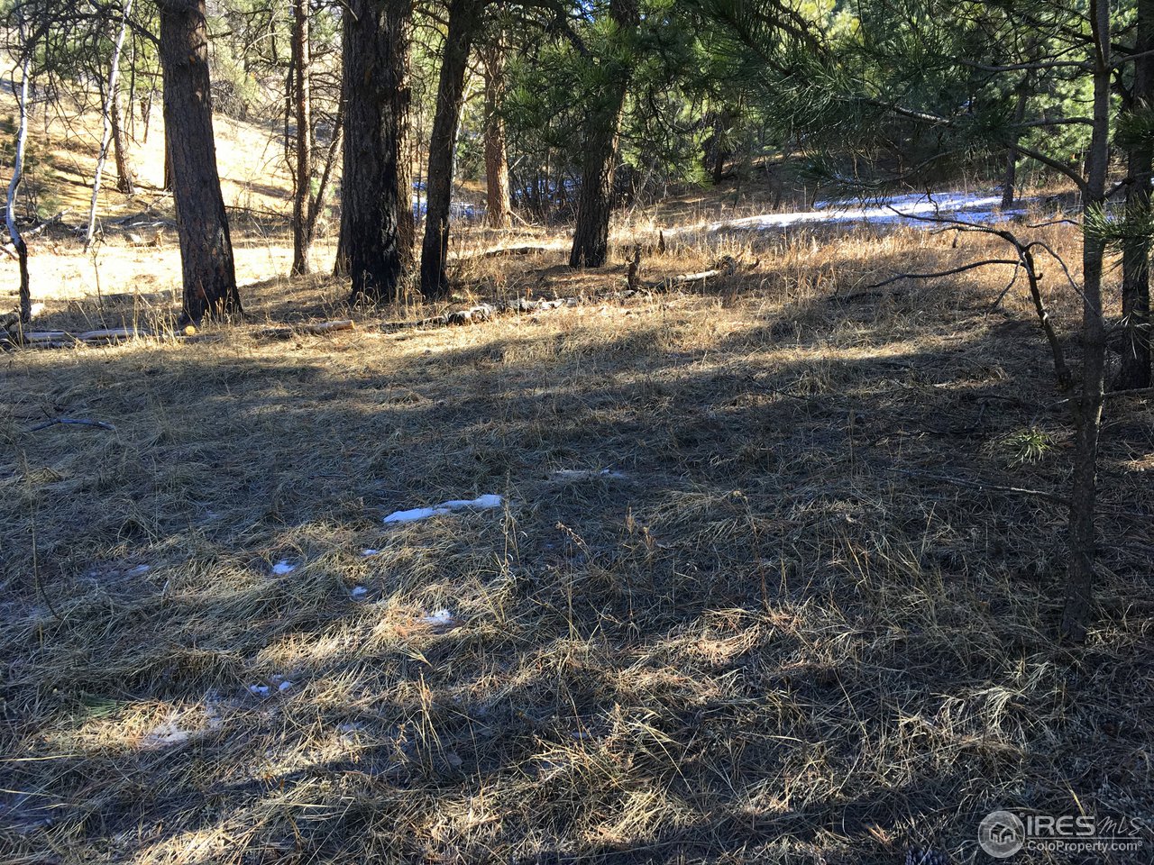 826 Davis Ranch Road Bellvue, CO 80512 - Photo 26 of 26 a view of road and trees