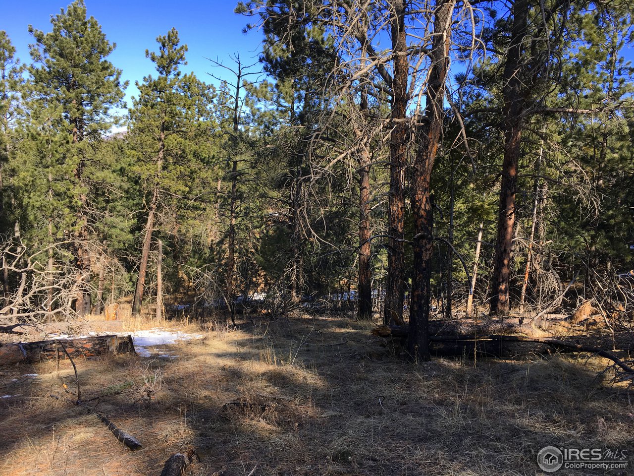 826 Davis Ranch Road Bellvue, CO 80512 - Photo 5 of 26 a view of outdoor space with trees