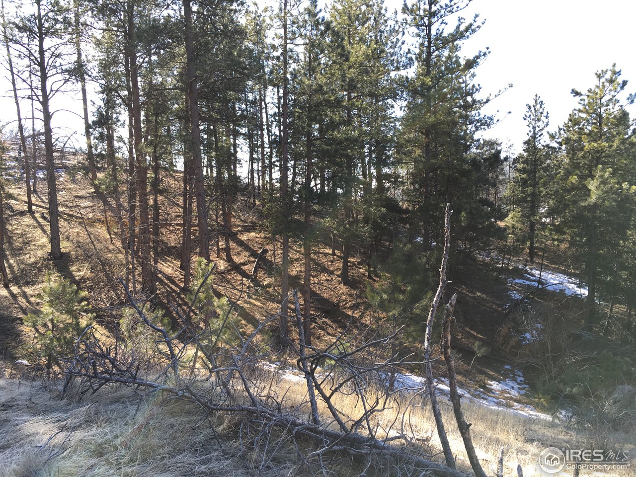 826 Davis Ranch Road Bellvue, CO 80512 - Photo 9 of 26 a picture of tree