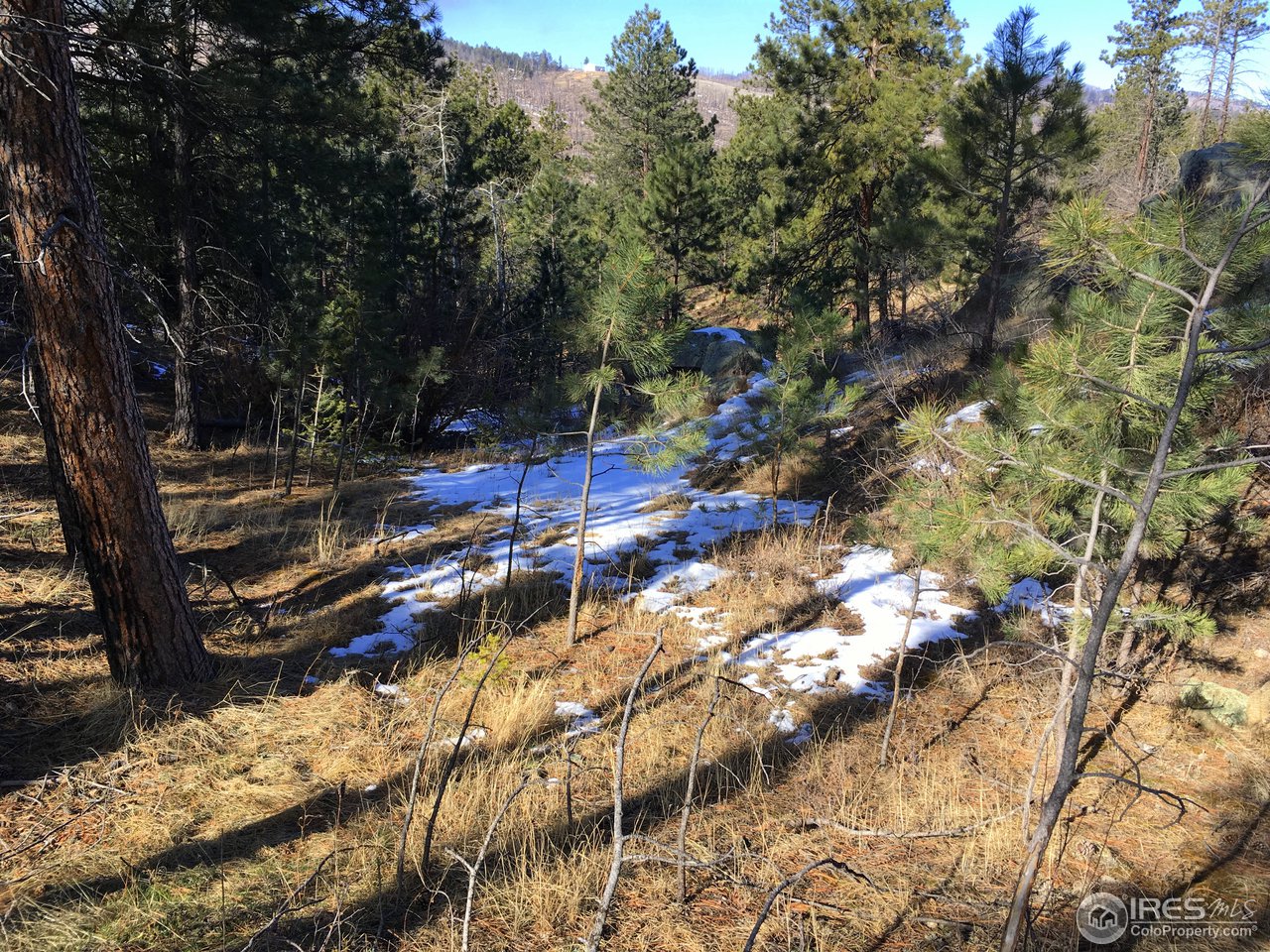 826 Davis Ranch Road Bellvue, CO 80512 - Photo 10 of 26 a view of yard and tree