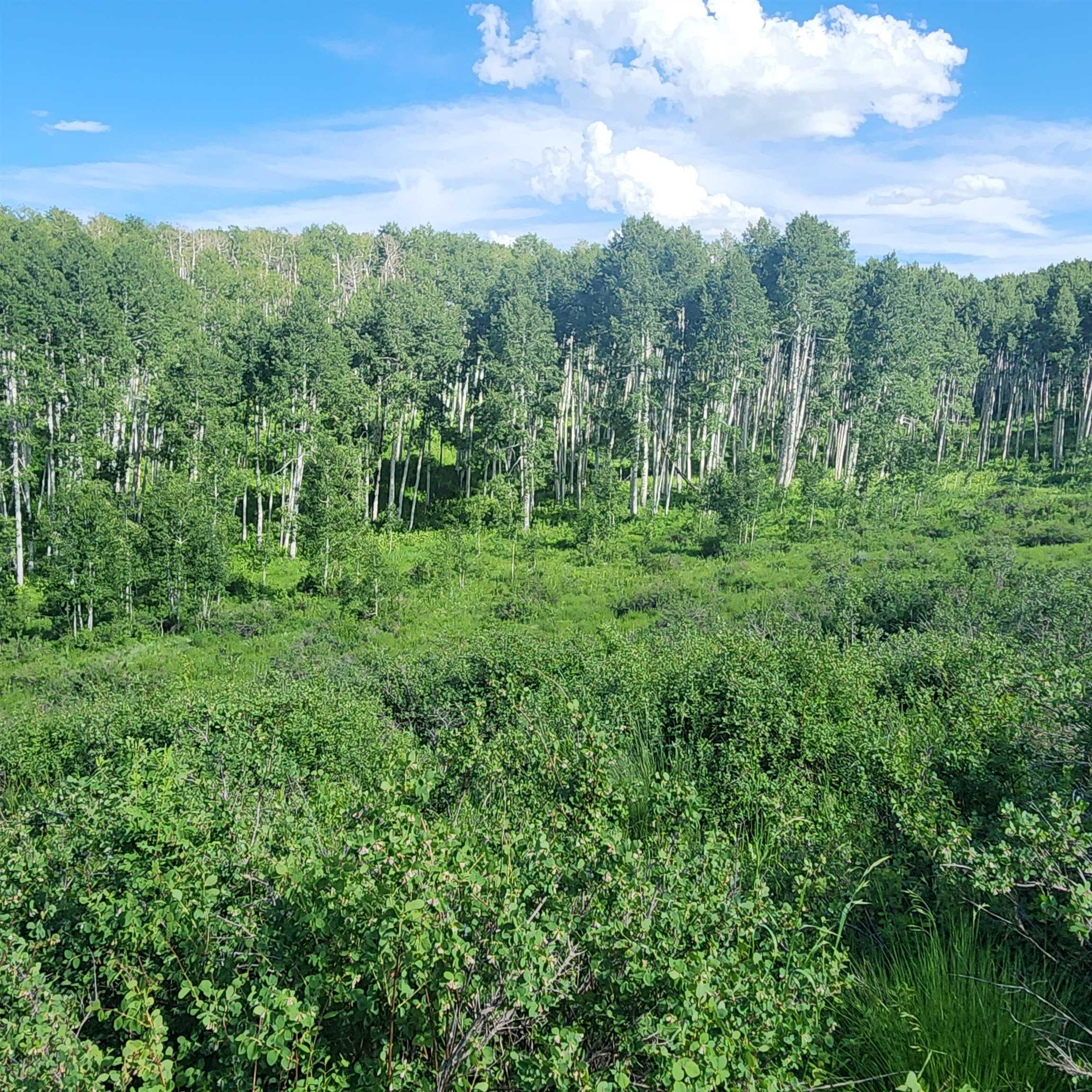 Tbd Z S Road, Unit 240 ACRES) Whitewater, CO 81527 - Photo 9 of 24