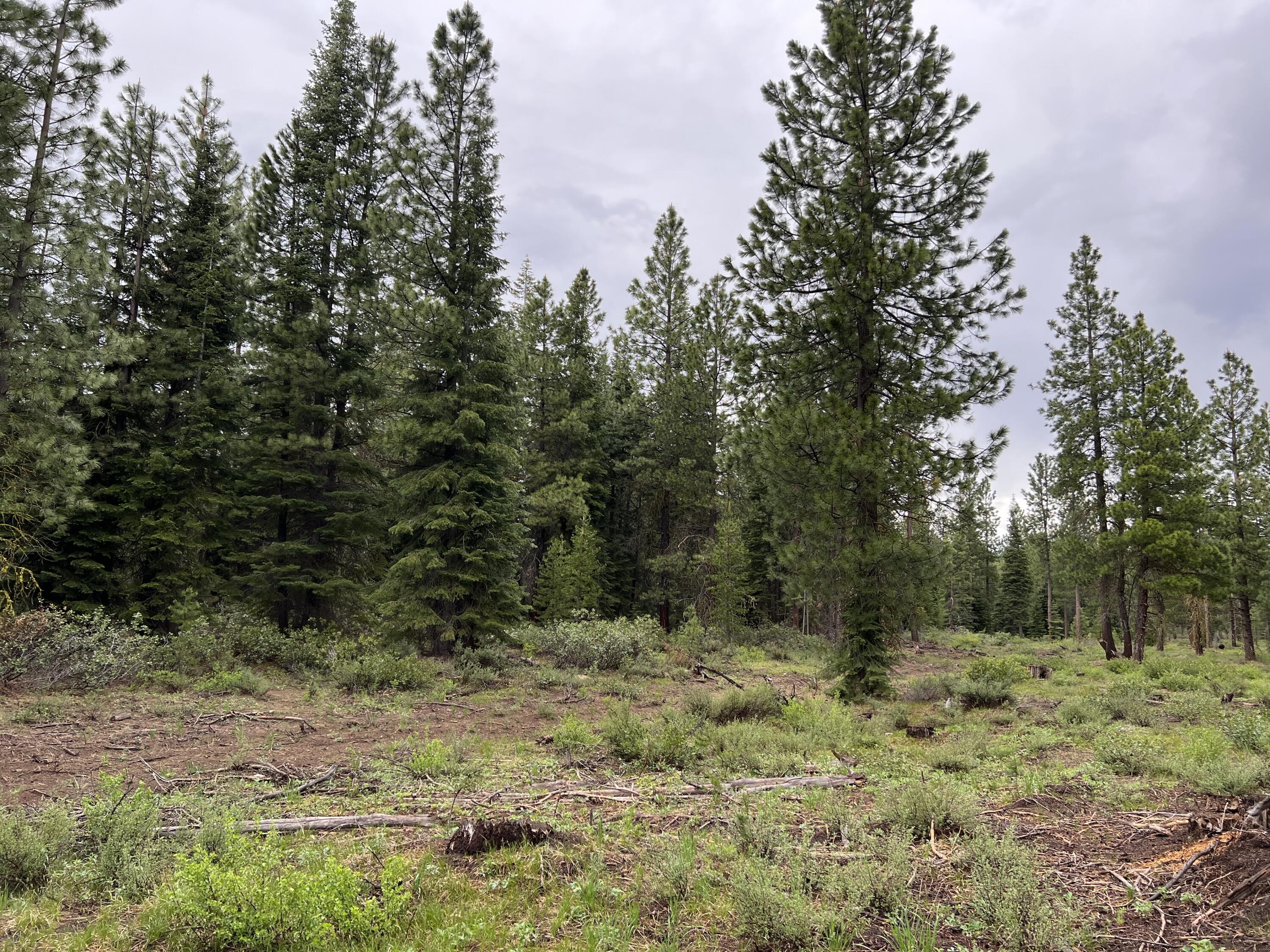 Logging Road Chiloquin, OR 97624 - Photo 3 of 4 IMG_2484