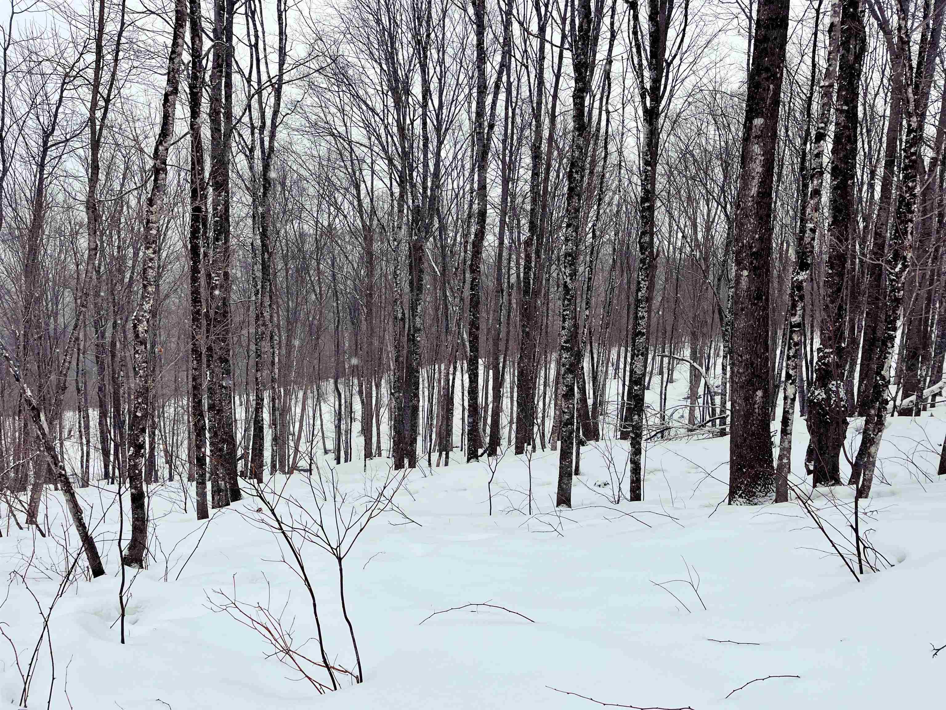 1275 Chesley Hill Road Wheelock, VT 05851 - Photo 39 of 60 Gallery Image 39