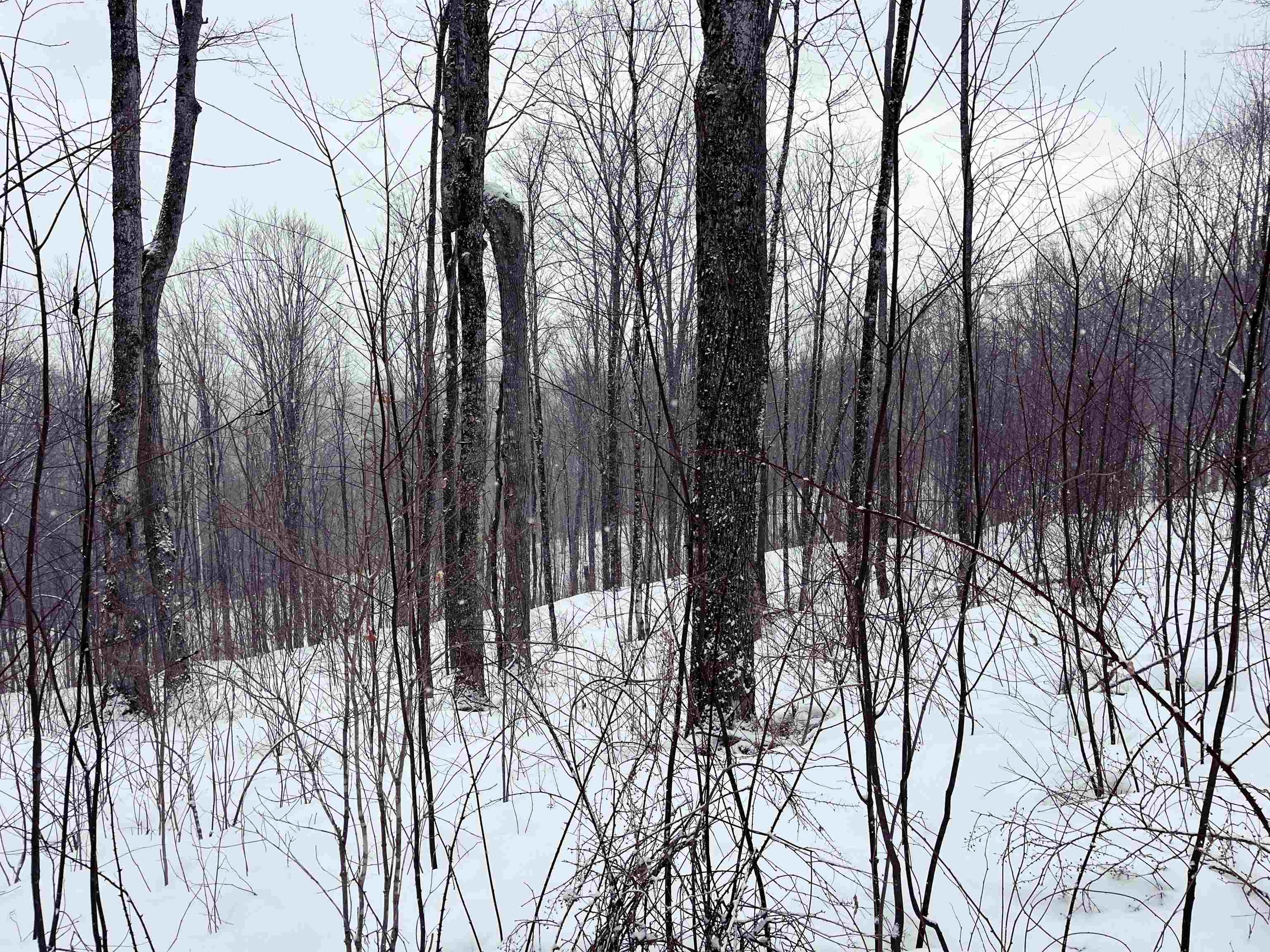 1275 Chesley Hill Road Wheelock, VT 05851 - Photo 40 of 60 Gallery Image 40