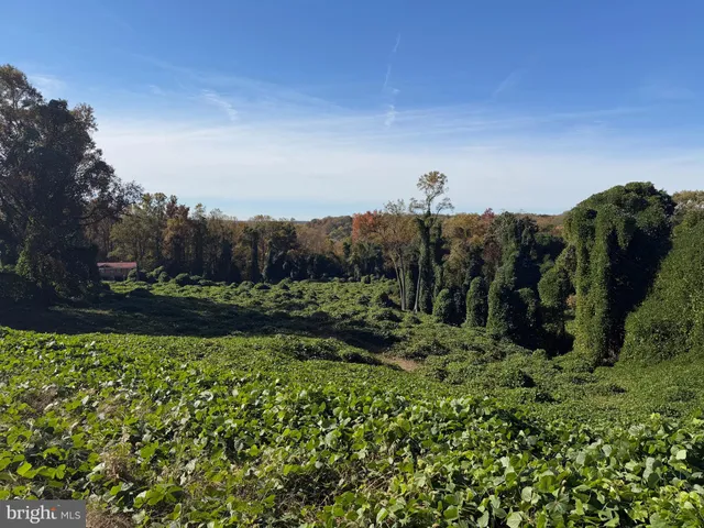 a view of a yard with an outdoor space