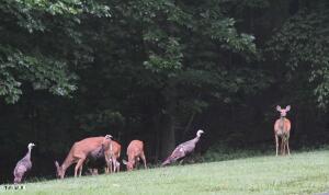 379 Hideaway Farm Road Piney Flats, TN 37686 - Photo 60 of 63 wildlife
