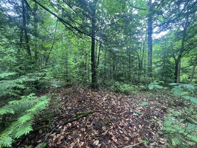 Lot 3 Off New Limerick Road Houlton, ME 04730 - Photo 14 of 30 IMG_1040