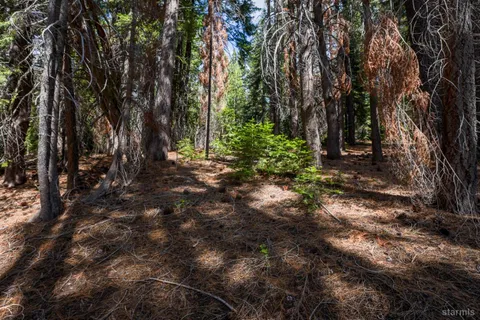 a view of a forest with trees