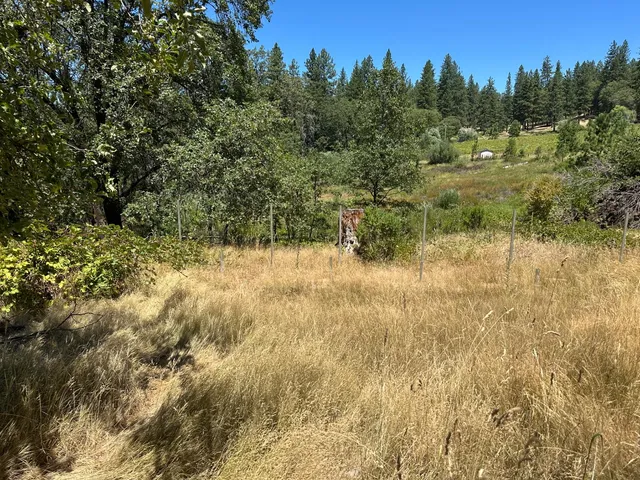 a view of a yard with trees in the background