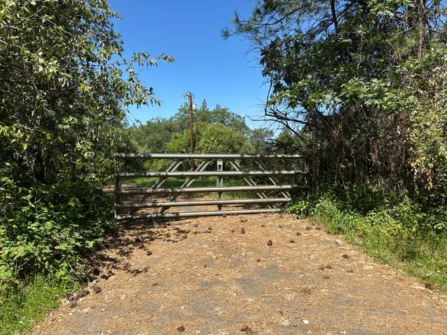 a view of a yard with plants and trees