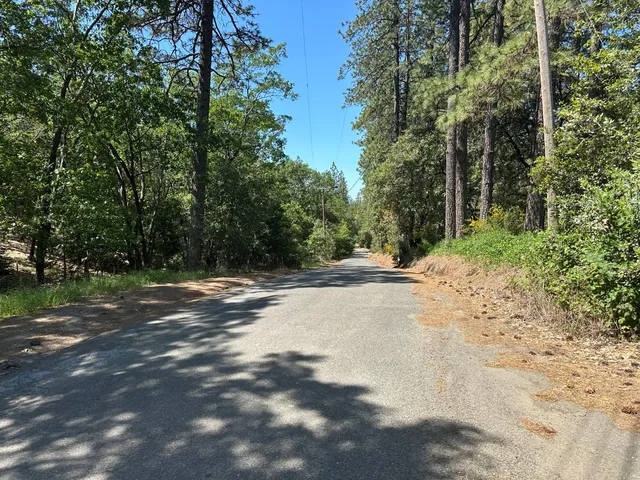 a view of backyard with large tree