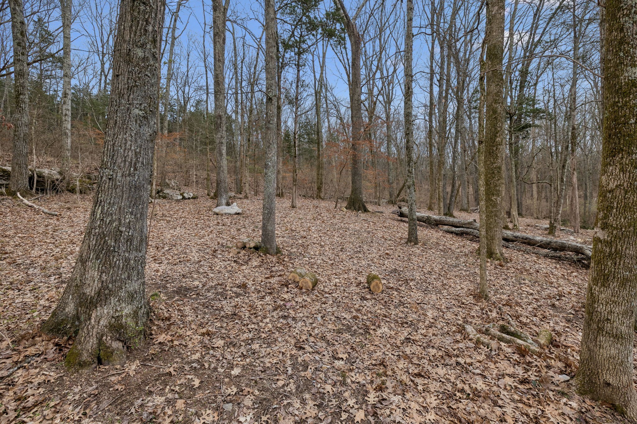 3726 Benders Ferry Road Mount Juliet, TN 37122 - Photo 2 of 25 a backyard of a house with lots of green space