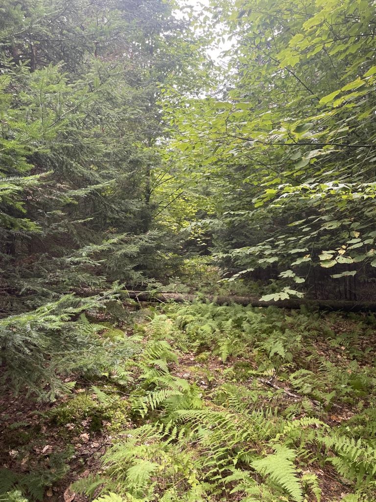 89 Shadow Lane Woodbury, VT 05658 - Photo 25 of 27