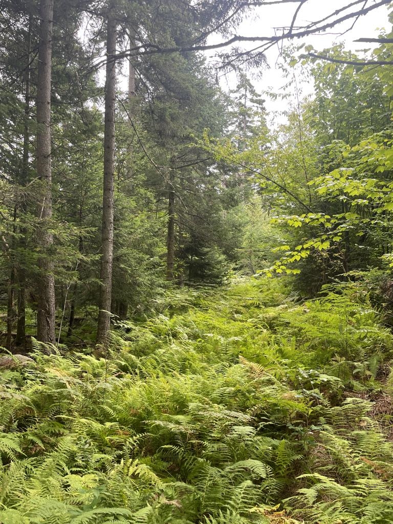 89 Shadow Lane Woodbury, VT 05658 - Photo 26 of 27