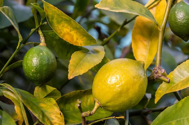 $729,000 | 7607 Valentine Street, Oakland, CA 94605