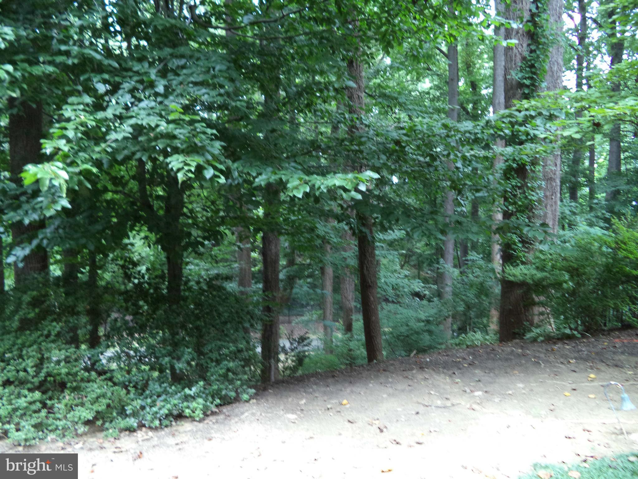 1304 Skipwith Road McLean, VA 22101 - Photo 25 of 25 a view of a forest with trees in the background