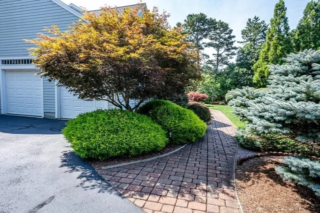 a view of a garden with plants