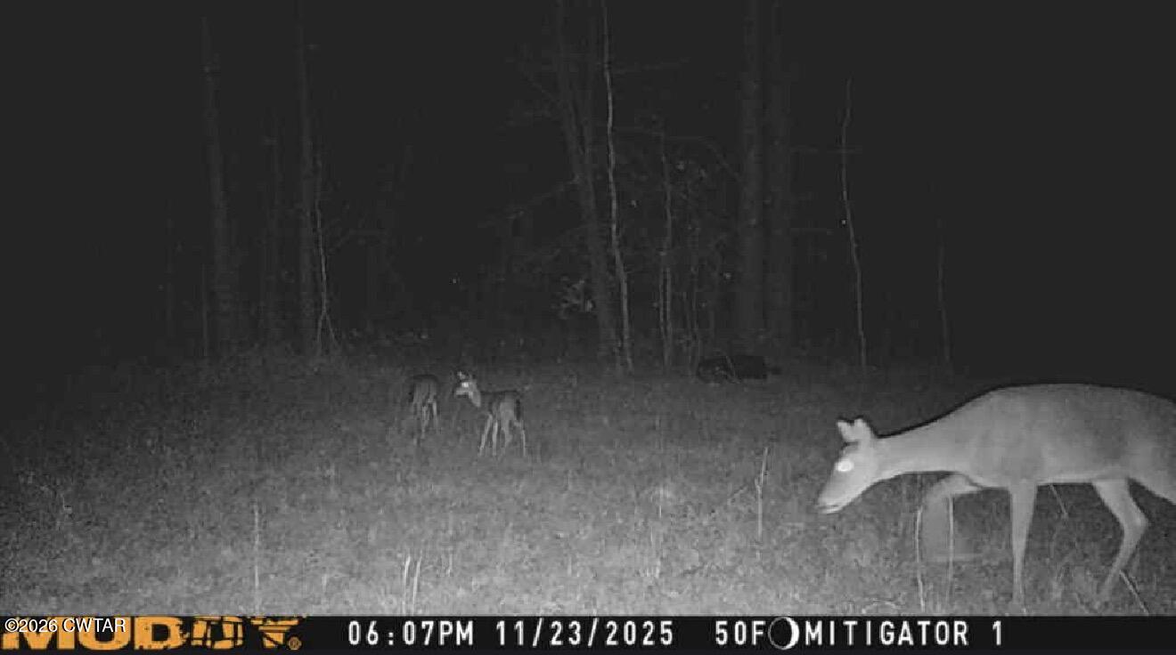 4349 Buena Vista Road Huntingdon, TN 38344 - Photo 62 of 68 deer5