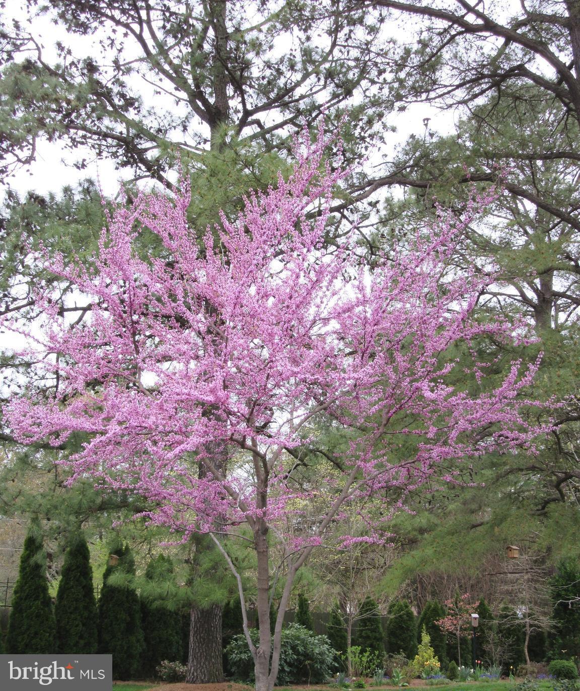 25946 River Road Newcomb, MD 21653 - Photo 26 of 30 Red bud tree in spring bloom