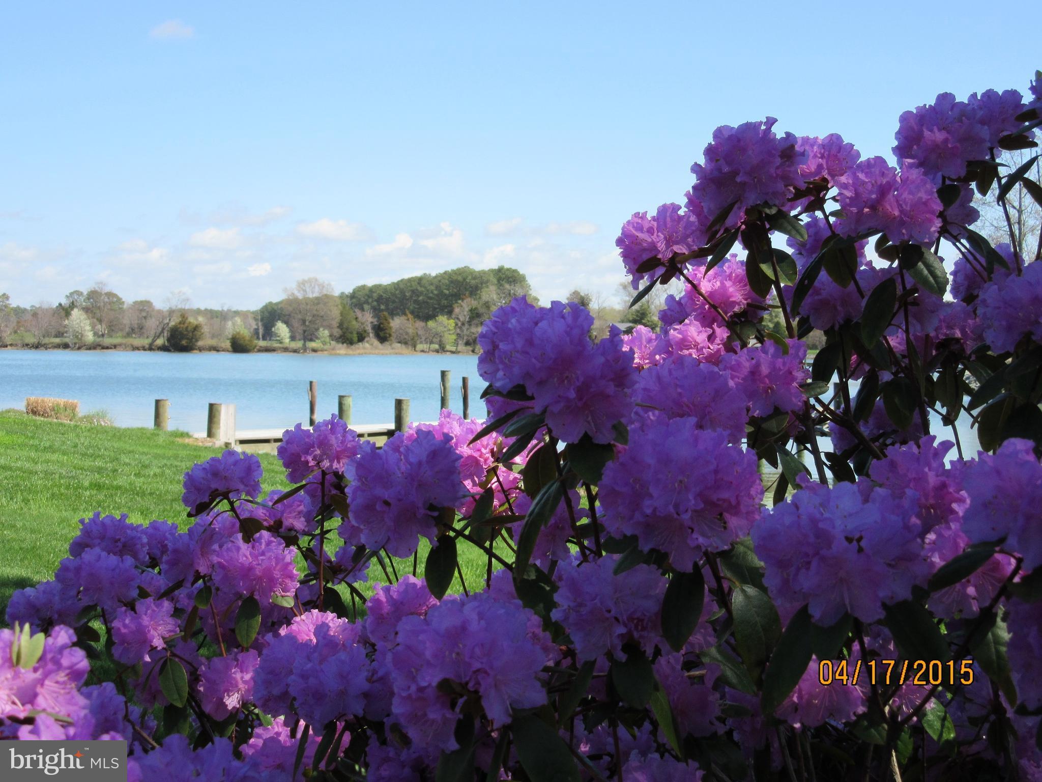 25946 River Road Newcomb, MD 21653 - Photo 27 of 30 Azaleas in bloom