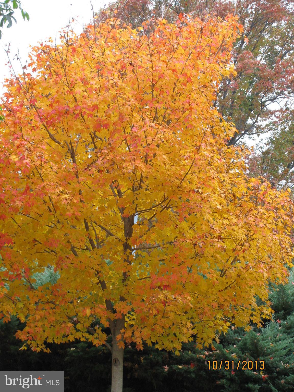 25946 River Road Newcomb, MD 21653 - Photo 29 of 30 A sample of the fall color