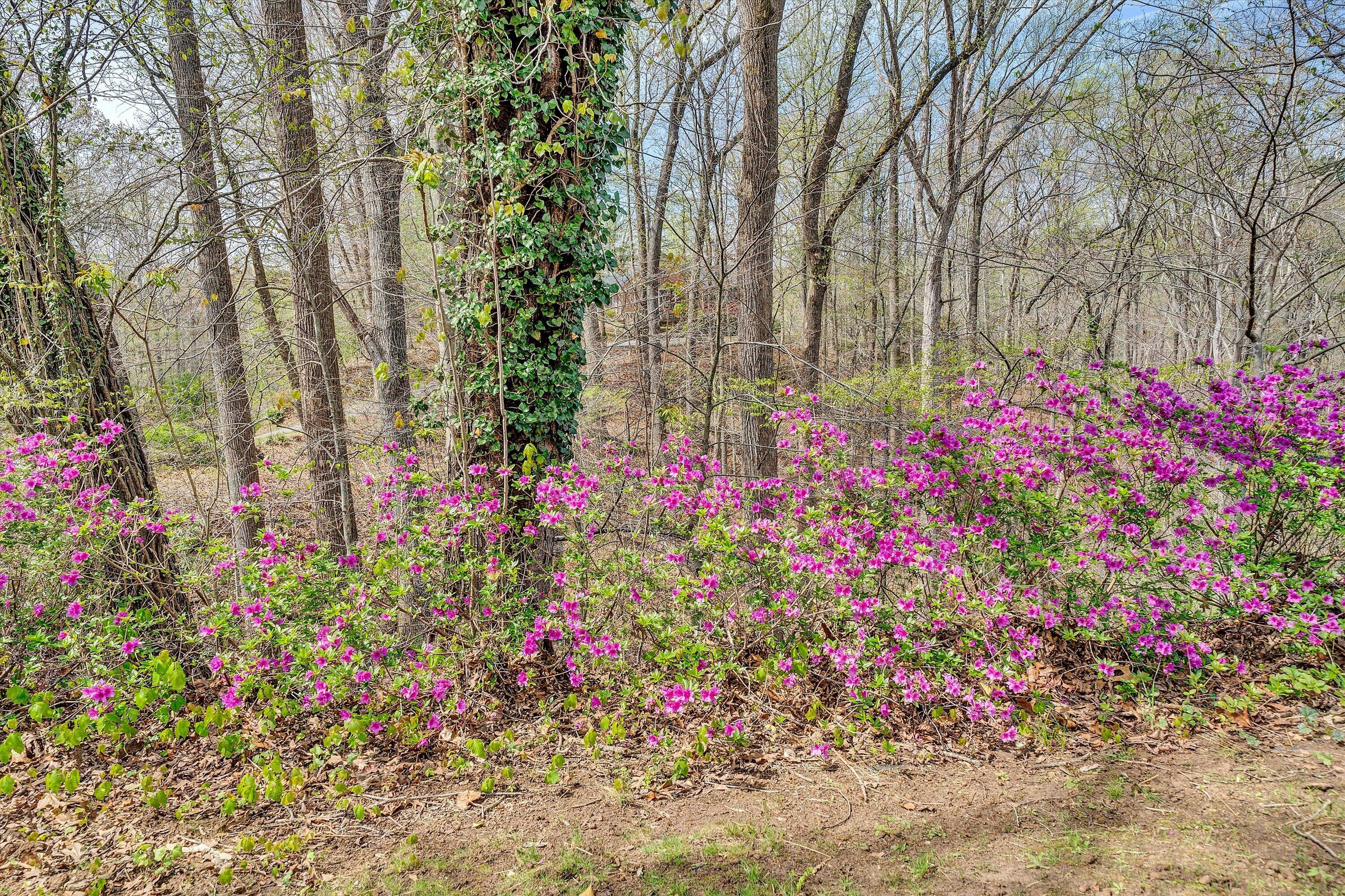 731 Bassett Heights Road Bassett, VA 24055 - Photo 41 of 45 a view of yard with flowers and tree