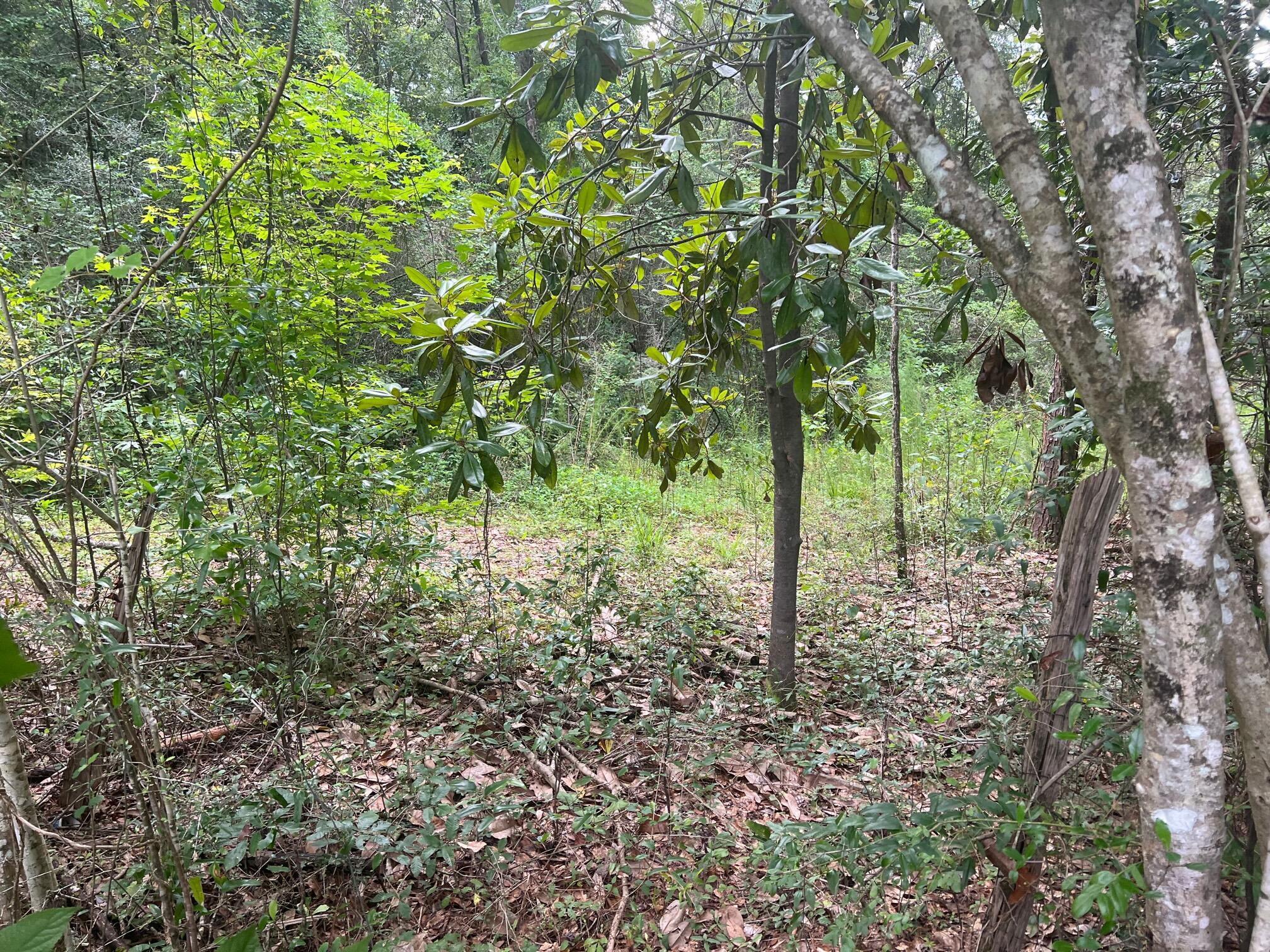 2.8-ac Miller Road DeFuniak Springs, FL 32435 - Photo 2 of 12 IMG_8925